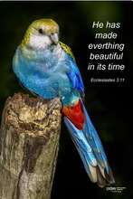 Load image into Gallery viewer, Photographs 11" X 14" ( 27.94cm X 35.56cm) On sale were $35 now only $18.00