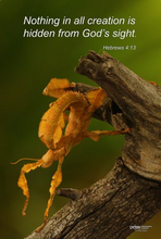 Load image into Gallery viewer, Photographs 11" X 14" ( 27.94cm X 35.56cm) On sale were $35 now only $18.00