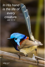 Load image into Gallery viewer, Photographs 11" X 14" ( 27.94cm X 35.56cm) On sale were $35 now only $18.00