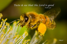 Load image into Gallery viewer, Photographs 11" X 14" ( 27.94cm X 35.56cm) On sale were $35 now only $18.00