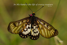 Load image into Gallery viewer, Photographs 11" X 14" ( 27.94cm X 35.56cm) On sale were $35 now only $18.00