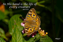Load image into Gallery viewer, Photographs 11" X 14" ( 27.94cm X 35.56cm) On sale were $35 now only $18.00
