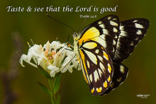 Load image into Gallery viewer, Photographs 11" X 14" ( 27.94cm X 35.56cm) On sale were $35 now only $18.00
