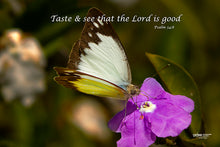 Load image into Gallery viewer, Photographs 11" X 14" ( 27.94cm X 35.56cm) On sale were $35 now only $18.00
