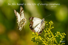 Load image into Gallery viewer, Photographs 11" X 14" ( 27.94cm X 35.56cm) On sale were $35 now only $18.00