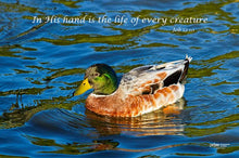 Load image into Gallery viewer, Photographs 11" X 14" ( 27.94cm X 35.56cm) On sale were $35 now only $18.00