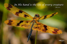 Load image into Gallery viewer, Photographs 11" X 14" ( 27.94cm X 35.56cm) On sale were $35 now only $18.00