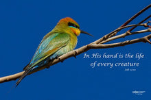 Load image into Gallery viewer, Photographs 11" X 14" ( 27.94cm X 35.56cm) On sale were $35 now only $18.00