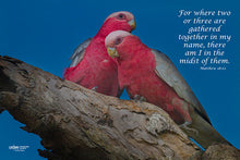 Load image into Gallery viewer, Photographs 11" X 14" ( 27.94cm X 35.56cm) On sale were $35 now only $18.00