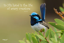 Load image into Gallery viewer, Photographs 11" X 14" ( 27.94cm X 35.56cm) On sale were $35 now only $18.00