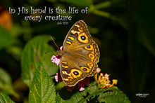 Load image into Gallery viewer, Photographs 11" X 14" ( 27.94cm X 35.56cm) On sale were $35 now only $18.00