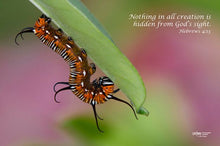 Load image into Gallery viewer, Photographs 11" X 14" ( 27.94cm X 35.56cm) On sale were $35 now only $18.00