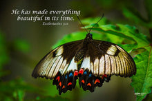 Load image into Gallery viewer, Photographs 11" X 14" ( 27.94cm X 35.56cm) On sale were $35 now only $18.00