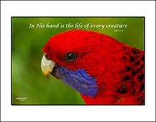 Load image into Gallery viewer, Photographs 11" X 14" ( 27.94cm X 35.56cm) On sale were $35 now only $18.00