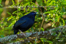 Load image into Gallery viewer, Photographs 11&quot; X 14&quot; ( 27.94cm X 35.56cm) On sale were $35 now only $18.00
